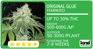 The Toad Strain Seeds A Comprehensive Guide The Toad Strain Seeds A Comprehensive Guide