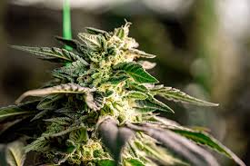 The Toad Strain Seeds A Comprehensive Guide The Toad Strain Seeds A Comprehensive Guide