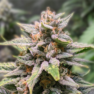 The Toad Strain Seeds A Comprehensive Guide The Toad Strain Seeds A Comprehensive Guide